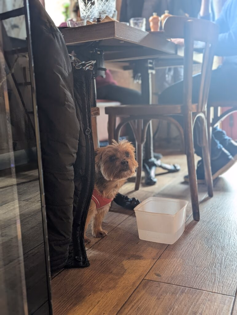 Petit chien au restaurant avec une gamelle d'eau